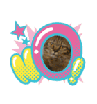 愛猫スタンプ03（個別スタンプ：12）