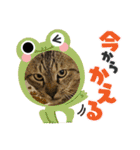 愛猫スタンプ03（個別スタンプ：14）