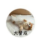 きぬ #1（個別スタンプ：1）