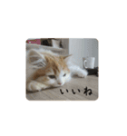 きぬ #1（個別スタンプ：2）
