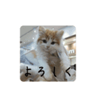 きぬ #1（個別スタンプ：3）