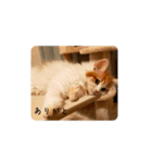 きぬ #1（個別スタンプ：7）
