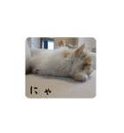 きぬ #1（個別スタンプ：11）
