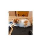きぬ #1（個別スタンプ：12）