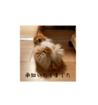 きぬ #1（個別スタンプ：13）