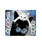 動く黒猫ハルとロビン2（個別スタンプ：17）