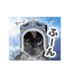 動く黒猫ハルとロビン2（個別スタンプ：18）