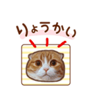 たれ耳ねこちゃん 見やすい！使いやすい♪（個別スタンプ：1）