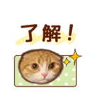 たれ耳ねこちゃん 見やすい！使いやすい♪（個別スタンプ：3）