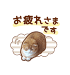 たれ耳ねこちゃん 見やすい！使いやすい♪（個別スタンプ：10）