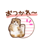 たれ耳ねこちゃん 見やすい！使いやすい♪（個別スタンプ：11）