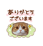 たれ耳ねこちゃん 見やすい！使いやすい♪（個別スタンプ：13）