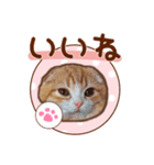 たれ耳ねこちゃん 見やすい！使いやすい♪（個別スタンプ：19）