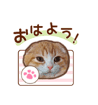 たれ耳ねこちゃん 見やすい！使いやすい♪（個別スタンプ：22）