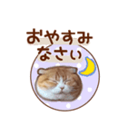 たれ耳ねこちゃん 見やすい！使いやすい♪（個別スタンプ：23）