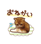 たれ耳ねこちゃん 見やすい！使いやすい♪（個別スタンプ：28）