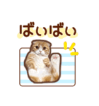 たれ耳ねこちゃん 見やすい！使いやすい♪（個別スタンプ：33）