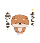 初めまして柴犬コジオです。（個別スタンプ：3）