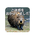 カピバラと齧歯類の仲間たち（個別スタンプ：13）