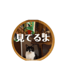 うちの子3匹組♡（個別スタンプ：11）