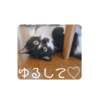 うちの子3匹組♡（個別スタンプ：18）