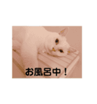 うちの子3匹組♡（個別スタンプ：23）