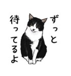 意外と使えるリアル猫の本音と建前（個別スタンプ：5）