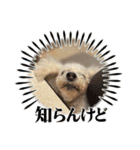 はなちゃん2023（個別スタンプ：9）