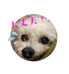 はなちゃん2023（個別スタンプ：13）