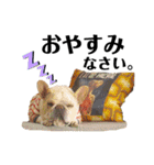 マルゴンスタンプ（個別スタンプ：19）