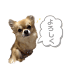チワワのエブリデイ3（個別スタンプ：3）