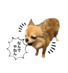 チワワのエブリデイ3（個別スタンプ：16）