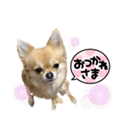 チワワのエブリデイ3（個別スタンプ：17）