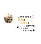 チワワのエブリデイ3（個別スタンプ：21）