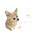 チワワのエブリデイ3（個別スタンプ：22）