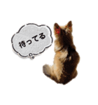 チワワのエブリデイ3（個別スタンプ：26）