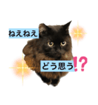 黒猫 ルナ院長59にゃんめ（個別スタンプ：4）