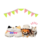 三毛猫ハリーちゃんの感謝のLast STAMP（個別スタンプ：1）