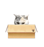 三毛猫ハリーちゃんの感謝のLast STAMP（個別スタンプ：2）