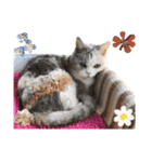三毛猫ハリーちゃんの感謝のLast STAMP（個別スタンプ：3）