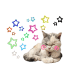 三毛猫ハリーちゃんの感謝のLast STAMP（個別スタンプ：4）