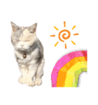 三毛猫ハリーちゃんの感謝のLast STAMP（個別スタンプ：5）