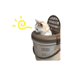 三毛猫ハリーちゃんの感謝のLast STAMP（個別スタンプ：6）