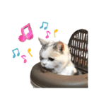 三毛猫ハリーちゃんの感謝のLast STAMP（個別スタンプ：7）