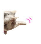 三毛猫ハリーちゃんの感謝のLast STAMP（個別スタンプ：8）