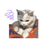 三毛猫ハリーちゃんの感謝のLast STAMP（個別スタンプ：9）