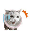 三毛猫ハリーちゃんの感謝のLast STAMP（個別スタンプ：10）