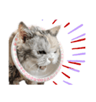 三毛猫ハリーちゃんの感謝のLast STAMP（個別スタンプ：11）