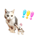 三毛猫ハリーちゃんの感謝のLast STAMP（個別スタンプ：13）