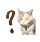 三毛猫ハリーちゃんの感謝のLast STAMP（個別スタンプ：14）